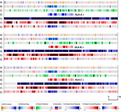 DNA structural features and variability of complete MHC locus sequences